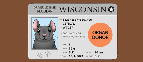 Wisconsin Drivers License